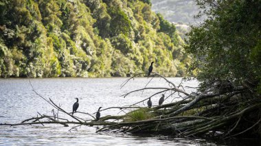 Yeni Zelanda 'daki göl habitatlarının kıyısındaki dallarda oturan su kuşları..