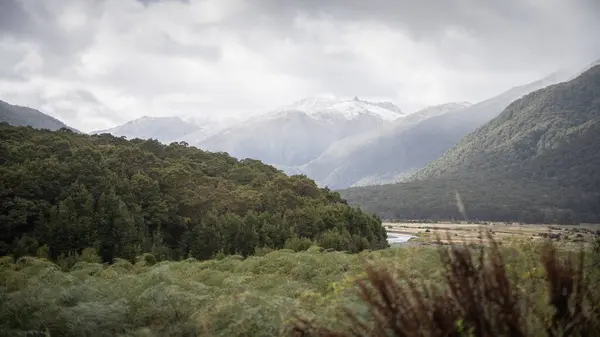 Yoğun ormanları ve arka planda karlı dağları olan Alp Vadisi, Yeni Zelanda.