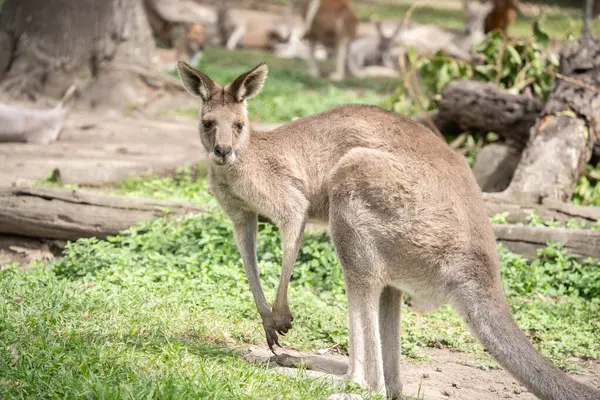 Duran kanguru, çevresini kontrol ediyor. Avustralya 'nın doğal yaşamı..