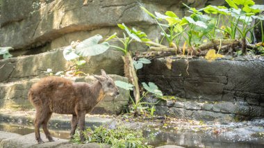 Küçük Asyalı tüylü keçi yemeye hazır yeşil dalların önünde duruyor, Taipei, Tayvan.