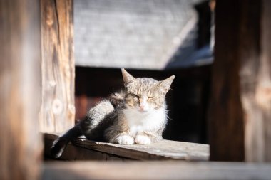 Gri ve beyaz evcil kedi uykuya dalıyor, eski bir evin ahşap kirişlerinde dinleniyor..
