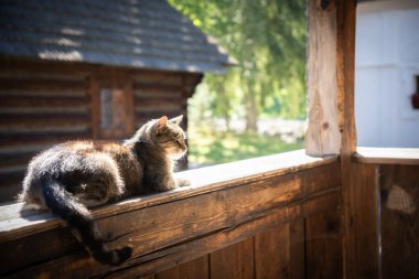 Gri ve beyaz evcil kedi Avrupa 'daki eski bir kır evinin ahşap korkuluklarında dinleniyor..