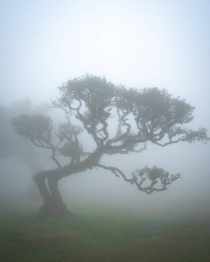 Sisli bir arazide, Madeira, Portekiz 'de tek başına bir ağacın dikey görüntüsü..