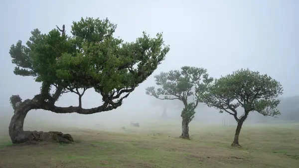 Sisli bir çayırda üç ağaçlı manzara, Madeira, Portekiz.