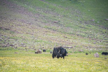 Solitary Yak scratching his head on a green pasture, Pamir Mountains, Kyrgyzstan. clipart