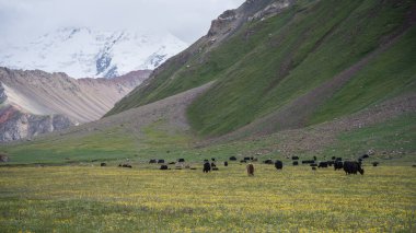 Herd of yaks grazing on a alpine pasture with huge snowy mountain in backdrop, Pamir, Kyrgyzstan. clipart