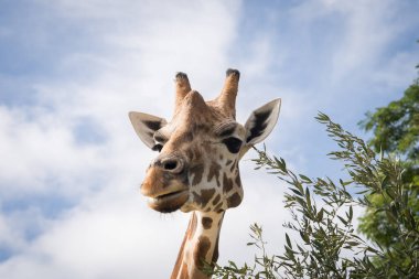 Yakından çekilen zürafa fotoğrafı izleyici Sydney, Avustralya 'ya bakıyor..