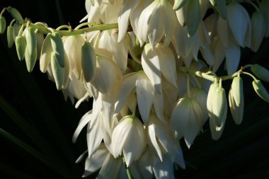 Güzel beyaz yukka çiçeklerine yakın çekim 