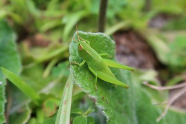 Yeşil çekirge Florida 'da yaprak üstünde vahşi, yakın plan