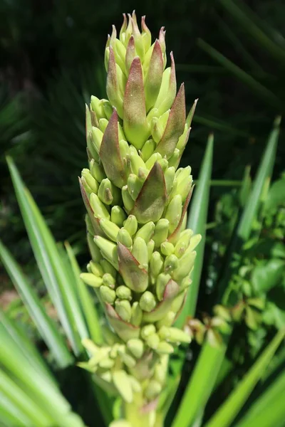 Yucca Növény Rügyek Floridában Természet Közelkép — Stock Fotó