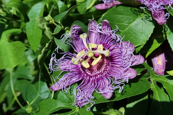 Vacker Passiflora Blomma Gröna Blad Bakgrund Närbild — Stockfoto