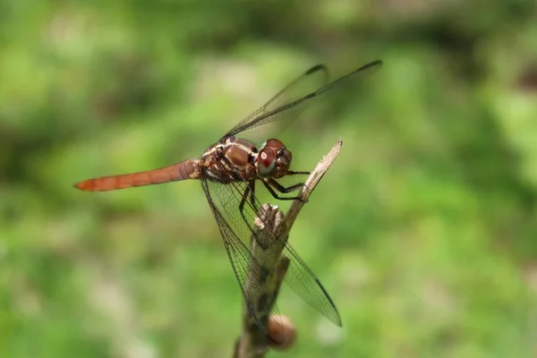 Dragonfly Gren Grön Bakgrund Florida Vild — Stockfoto
