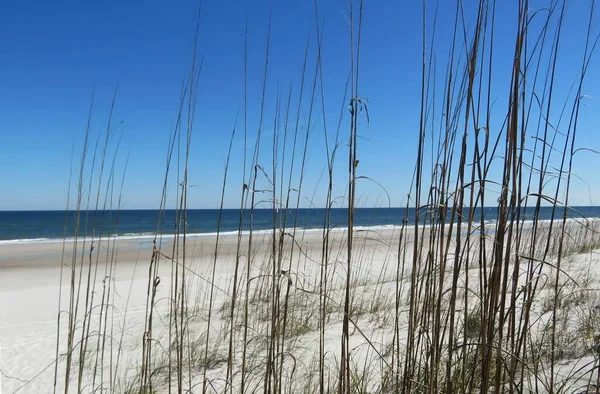 Kum Tepelerinin Florida Sahilinin Güzel Manzarası — Stok fotoğraf