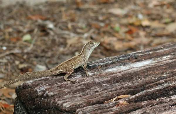 Коричнева Тропічна Ящірка Звалищі Лісі Флориди — стокове фото