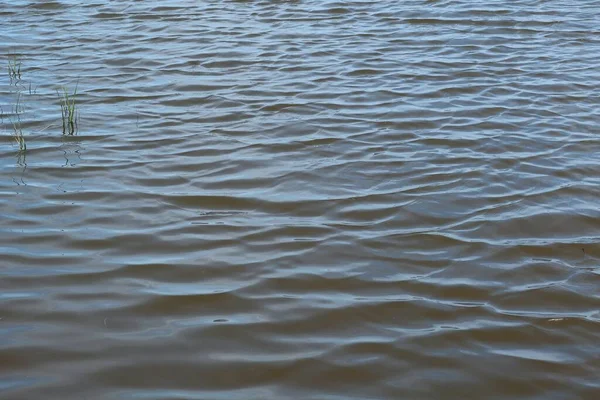River Vatten Bakgrund Florida Natur — Stockfoto