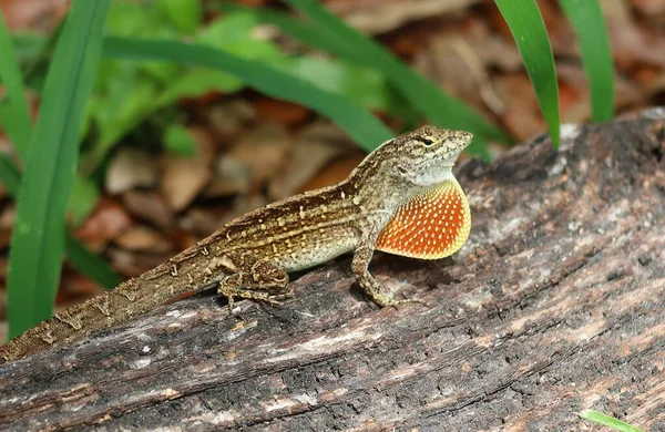 Beautiful Brown Tropical Lizard Stump Florida Wild — Stock Photo, Image