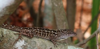 Florida 'da ağaç dalında kahverengi tropikal kertenkele