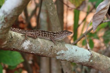 Florida 'da ağaç dalında kahverengi tropikal kertenkele
