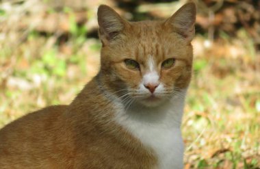 Bahçedeki kızıl saçlı kedi, yakın plan.