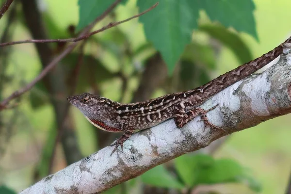 Коричнева Тропічна Ящірка Гілці Дерев Флориді — стокове фото