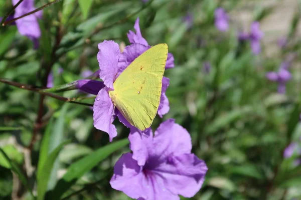 Schöner Gelber Schmetterling Auf Petunienblume Garten — Stockfoto