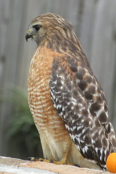 Closeup Red Shouldered Hawk — Stock Photo, Image