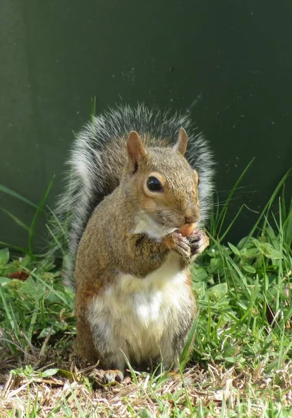 Grey American Squirrel Eats Nuts Grass Closeup — Stock Photo, Image
