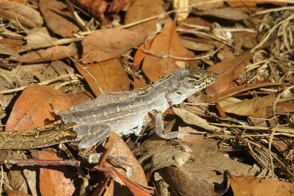 Tropical lizard shedding it\'s skin on leafs background