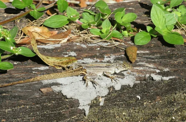 Tropical lizard shedding it's skin on wood background