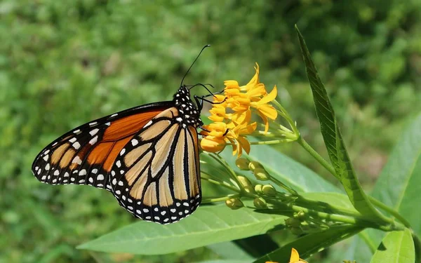Beautiful Monarch Butterfly Asclepias Flowers Florida Nature — Stock Photo, Image
