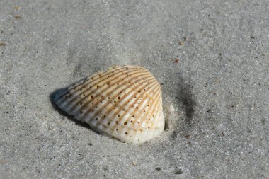 Florida sahilinde kumsalda sarı deniz kabuğu