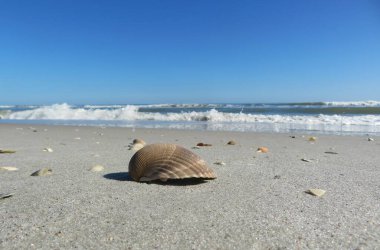 Florida sahilindeki deniz kabuğu.
