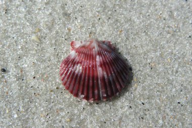 Florida sahilinde kumsalda kırmızı deniz kabuğu