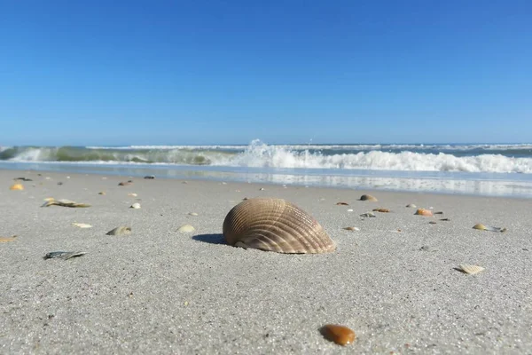 Seashell Sulla Costa Oceanica Florida Spiaggia Immagini Stock Royalty Free