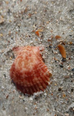 Florida sahilinde kumlu arka planda turuncu deniz kabuğu