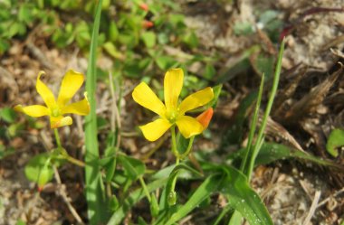 Florida 'da güzel sarı çiçekler 
