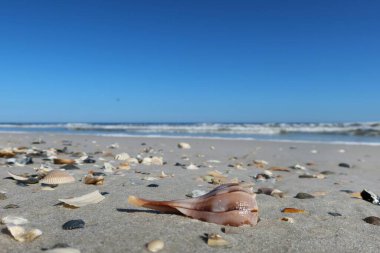 Okyanus kıyısında deniz kabuğu Florida sahilinde, doğal gökyüzü arka planı