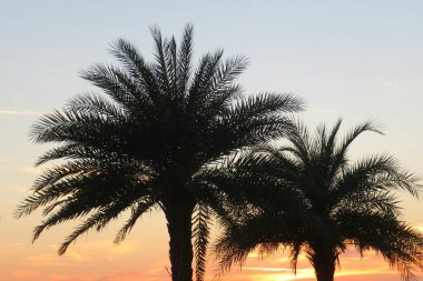 Palm trees at sunset in Florida nature