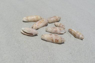 Seashells on Florida beach
