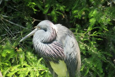 Gray heron in Florida wild, closeup