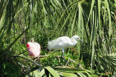 Beautiful white heron in Florida wild on natural green plant background