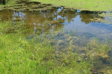 Marshes water background in Florida nature