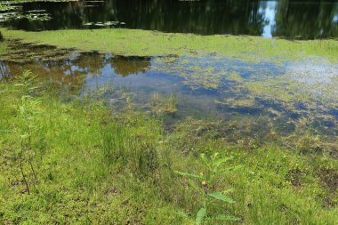 Marshes water background in Florida nature