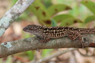 Tropical lizard on tree branch in Florida wild, closeup
