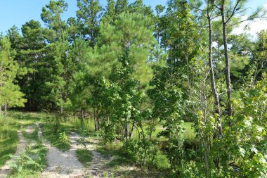 Kuzey Florida vahşi ormanının güzel manzarası