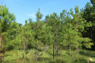 Kuzey Florida vahşi ormanının güzel manzarası