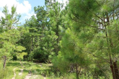 Beautiful view on the river and marshes of north Florida 