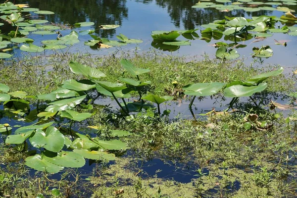 Pond with waterlily in Florida nature, natural water background