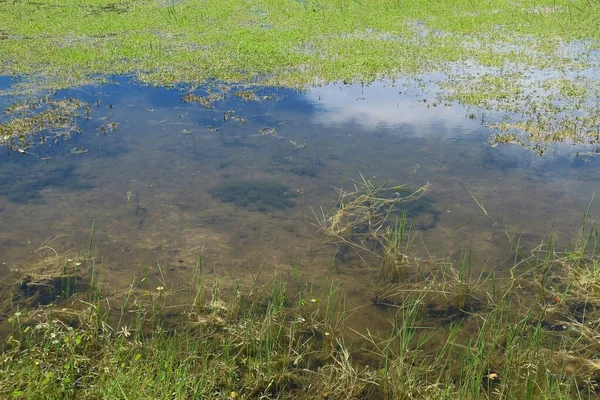 Marshes water background in Florida nature