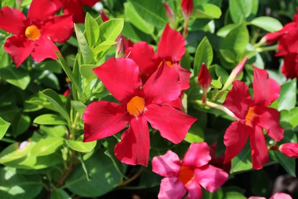 Beautiful Red Flowers Florida Zoological Garden Closeup 图库照片